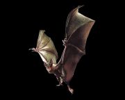 蝙蝠